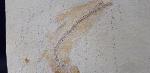 Tharsis dubius (BLAINVILLE 1818) - Bild &copy; FossNet FossilienStore